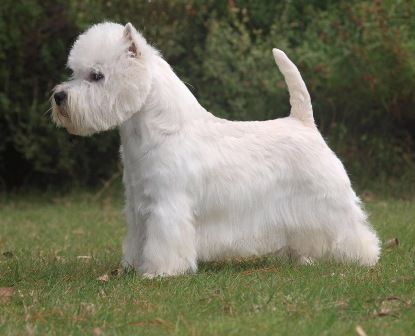 dogzonline west highland terrier